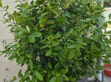 Limon ağacı