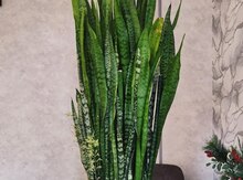 Qılınc gülü Sansevieria