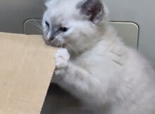 Котята Рэгдоол