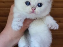 Британские котята