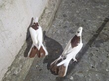 Göyərçinlər