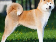Akita-inu