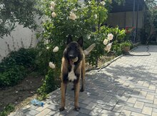 Belçika ovçarkası