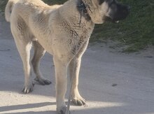 Kanqal