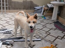 Akita-inu