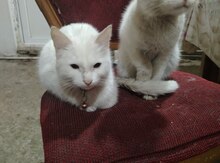 Pişik