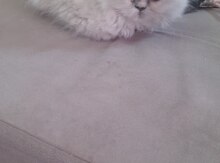 Pers pişiyi