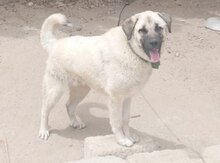 Kanqal