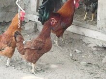 Красный петух