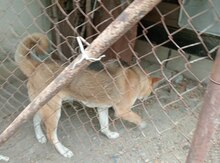 Akita-inu 