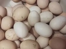 Brama yumurtası