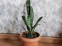 Sansevieria 
