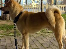 Akita-inu