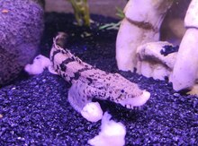 Polypterus Endlicheri Bichir