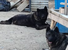 Akita-inu