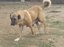 Kanqal