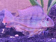 Geophagus abalios