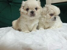 Pekines 