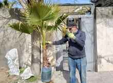 Palma ağacları 