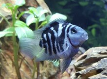 Sapfir panda balığı