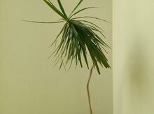 Drasena marginata