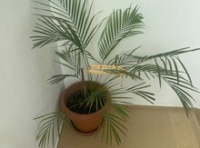 Areka palması