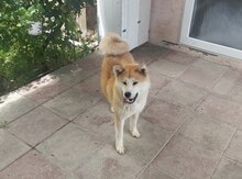 Akita-inu balası