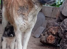 Akita-inu