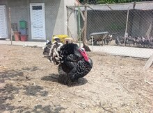 Hinduşka