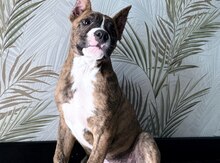 Pitbul balası