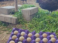 Mayalı qırqovul yumurtaları