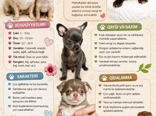 Çixuaxua balası