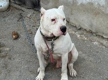 Argentina doqu (cütləşdirmək üçün)