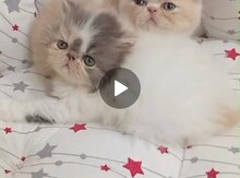 Pers pişiyi balaları