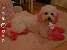 Pudel