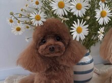 Toy pudel  cütləşdirmək üçün 