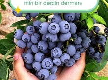 Mavigilə tingləri