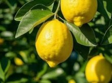 Astara limonu