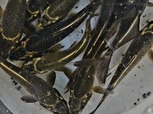 Koi balıqları