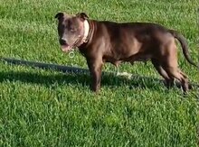 Pitbul  