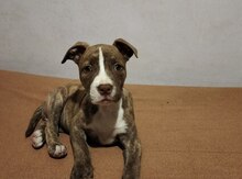 Pitbul