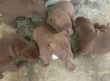 Pitbul balaları