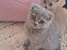 Британские кошки