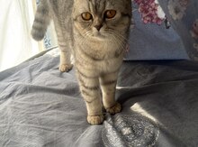 Pişik