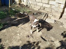 Pitbul