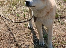 Akita-inu