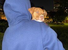 Pitbul balası