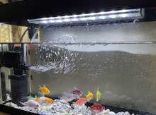 Akvarium 