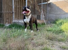 Pitbul 