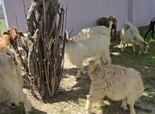 Keçilər